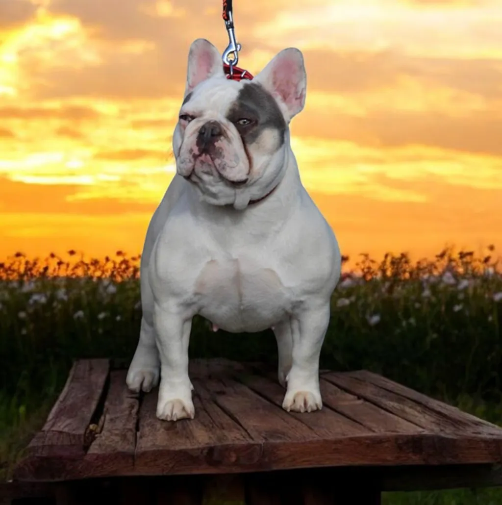 Femelle Bouledogue Français Caille lilas tan