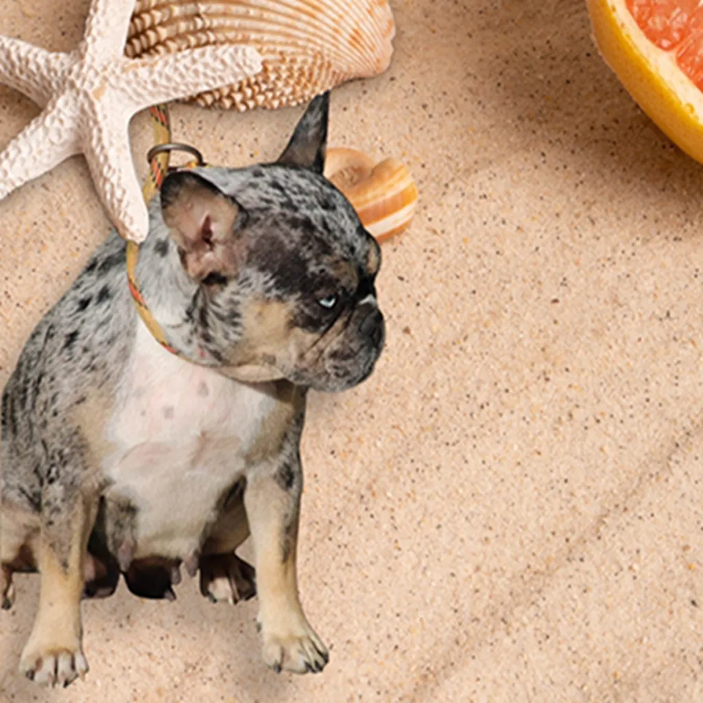 Femelle Bouledogue Français Silver merle tan