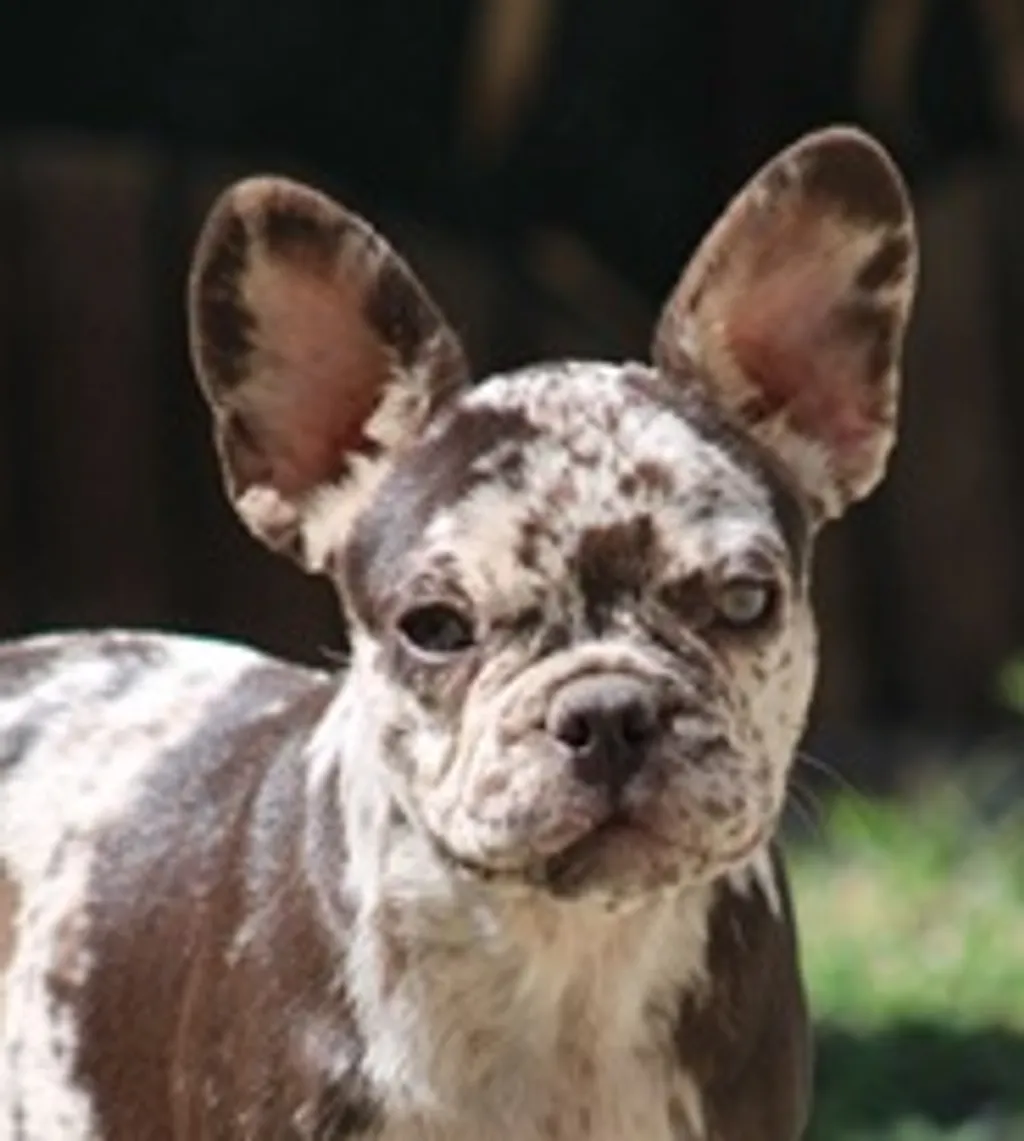 Photo de profil de Xena Bouledogue Français