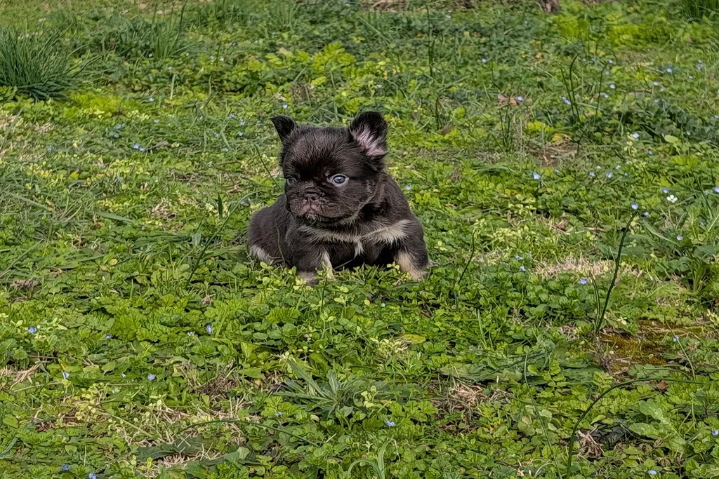 bouledogue français poils moelleux choco tan dans le jardin 