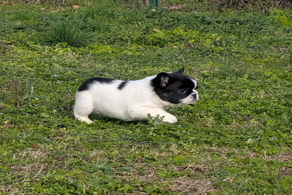 bouledogue français chiot tacheté noir et blanc dans le jardin