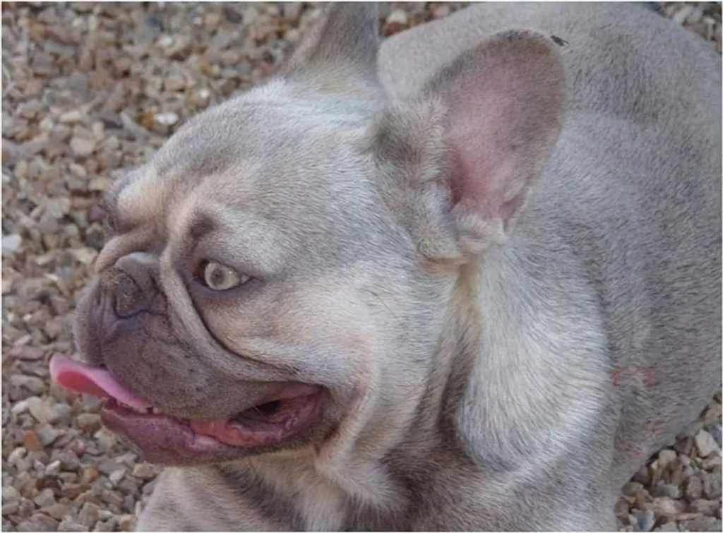 Rho Doudou Of Rainbow Bulldogs - Bouledogue Français Exotique