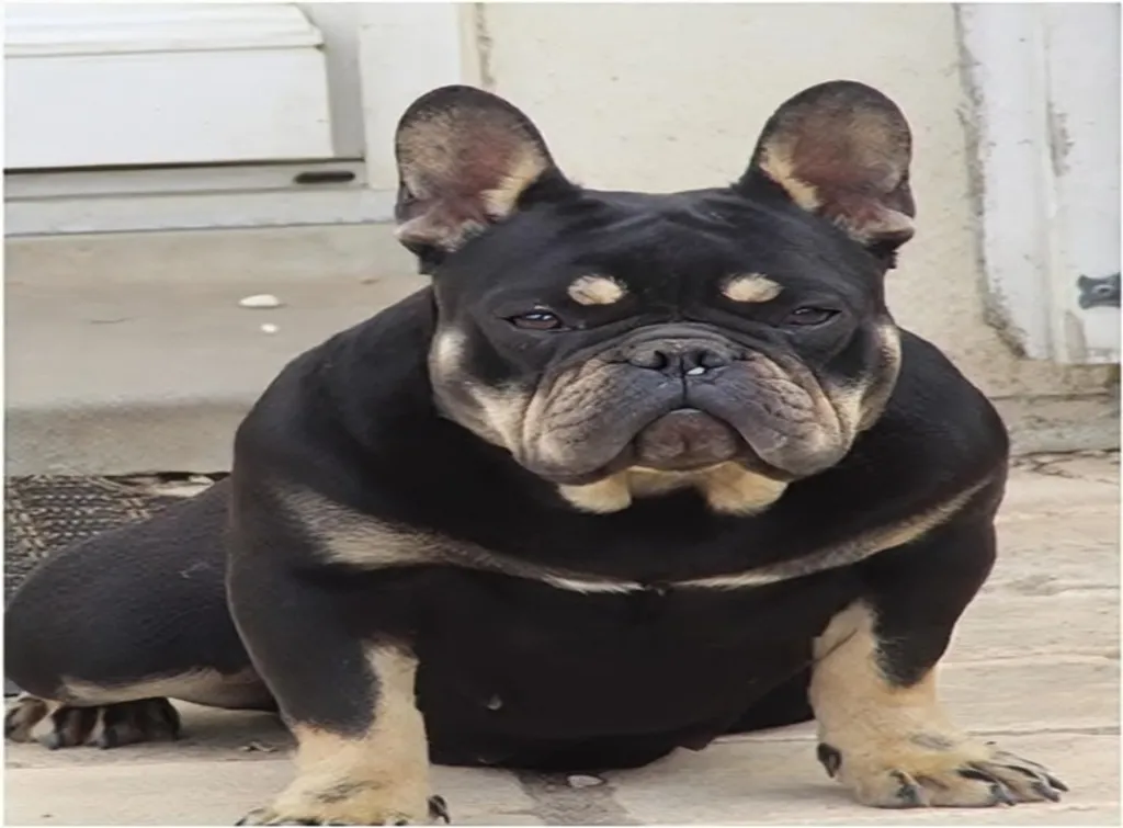 Rainbow Bulldogs Racaille - Bouledogue Français Exotique