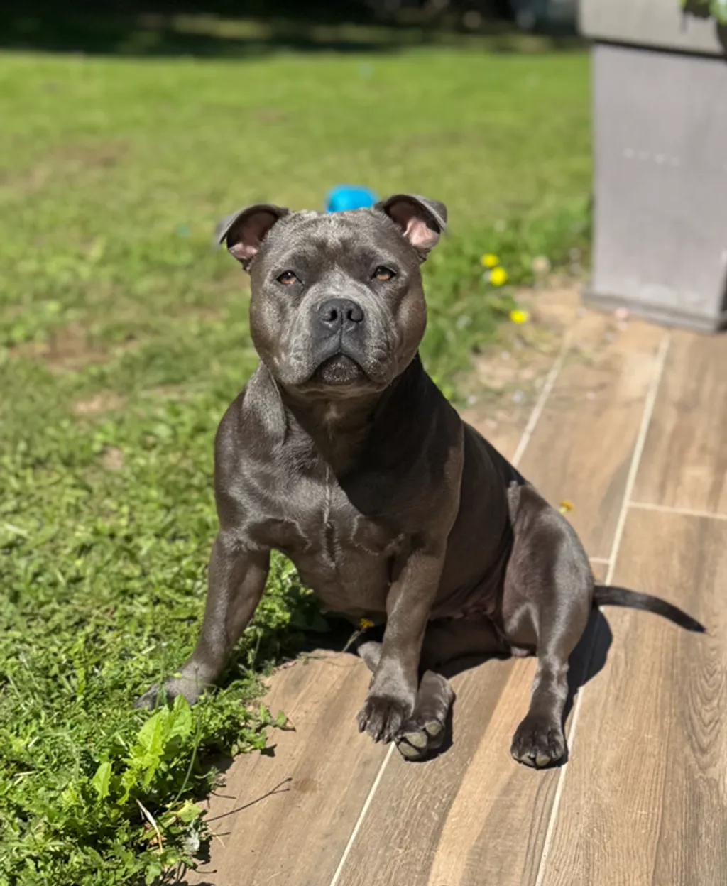 Staffie bleu assis sur une terrasse de jardin avec du soleil