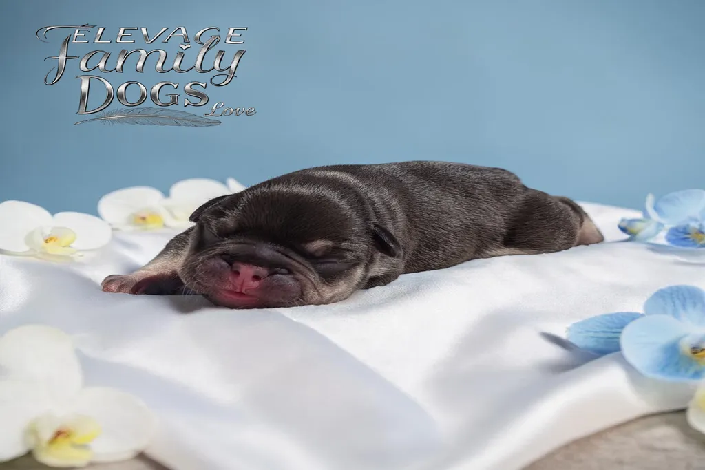 chiot bouledogue français exotique cocoa tan