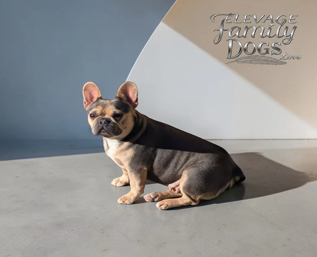 Femelle Bouledogue Français Lilas tan