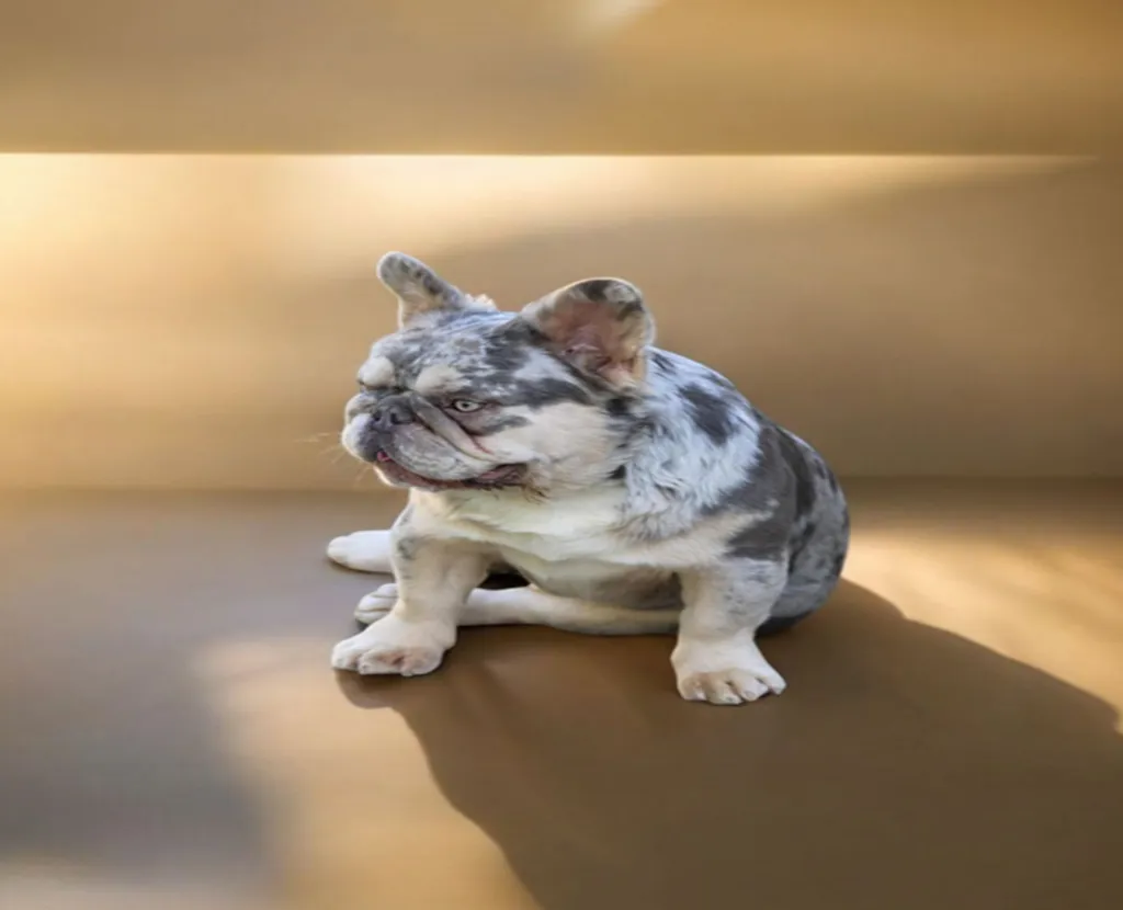 Male Bouledogue Français Lilas tan merle