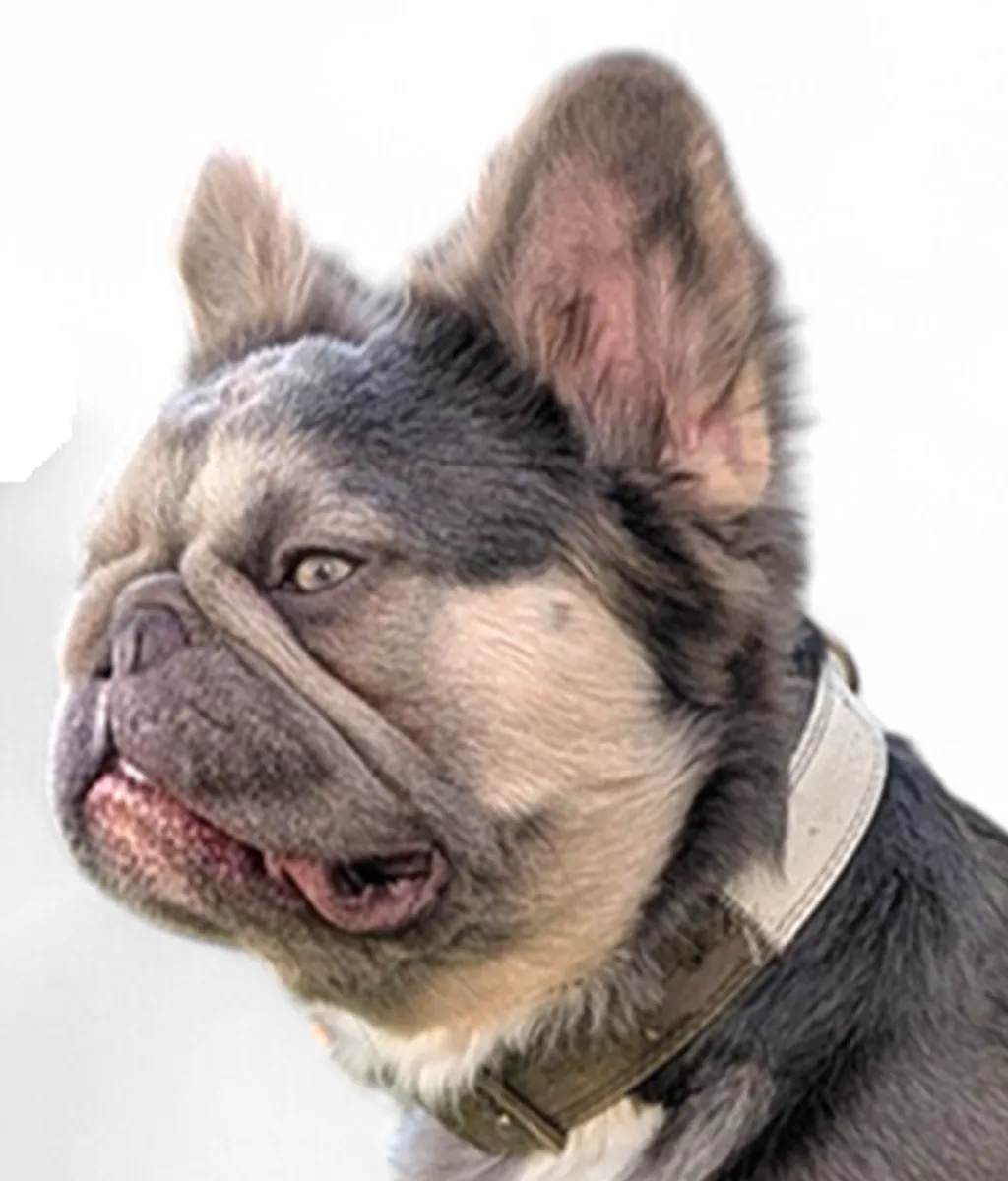 Photo de profil de ARROW Bouledogue Français