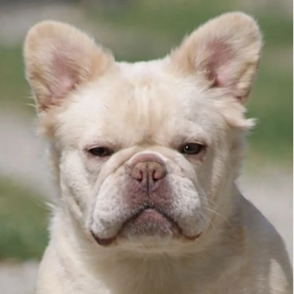 Photo de profil de KIARA Bouledogue Français