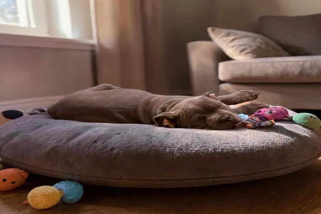 chiot staffie qui dort calmement sur son panier avec des jouets à la maison pendant l'absence de la famille