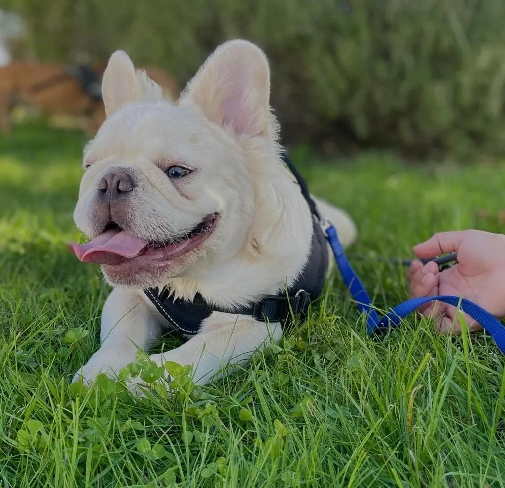 sortir son chien avant de partir de la maison pour qu'il joue, se défoule afin de limiter les bêtises