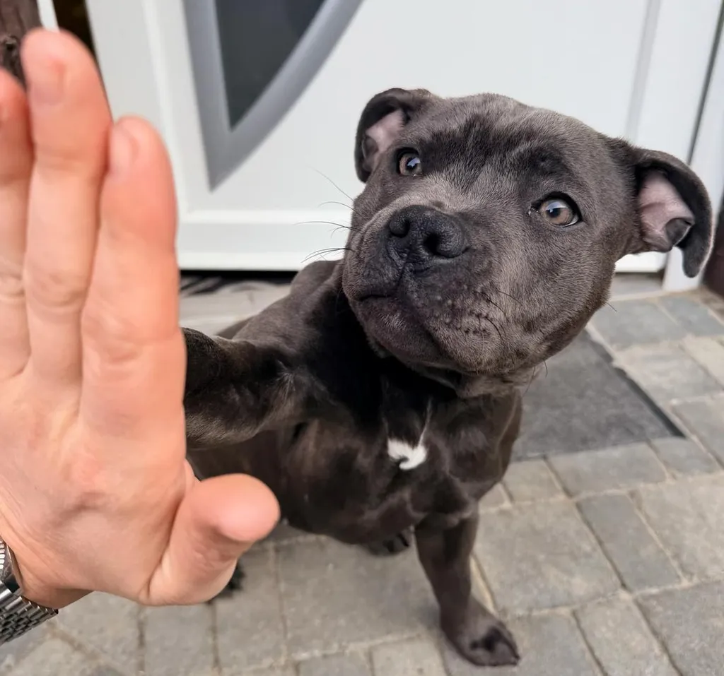 retour à la maison mon chiot est rester seul à la maison, câlin, félicitation, promenade