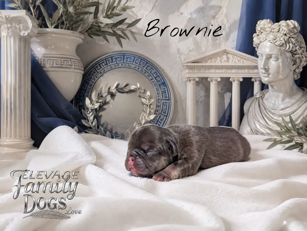 chiot chocolat bouledogue français fluffy ou poils courts à adopter