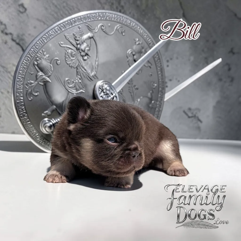 chiot à adopter bouledogue français fluffy chocolat yeux bleu 
