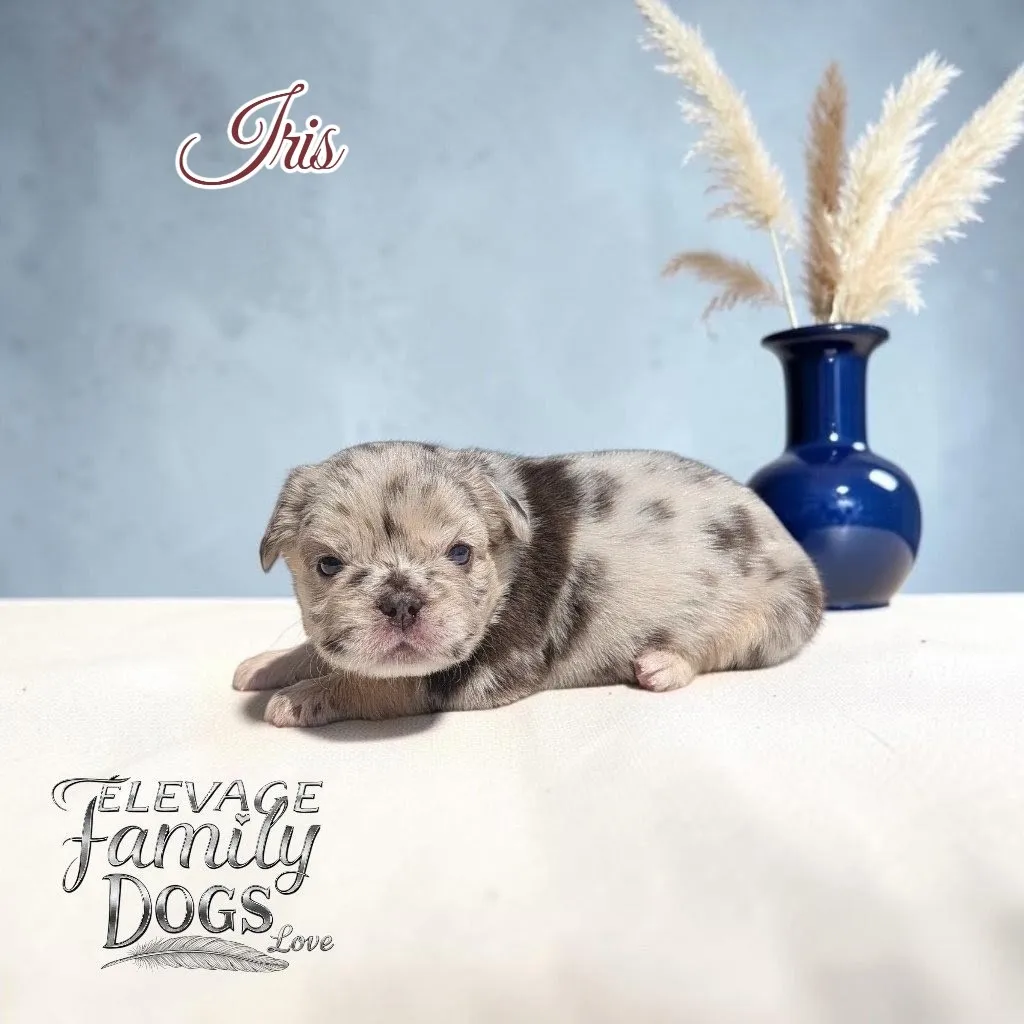 chiot fluffy bouledogue français exotique merle à adopter 