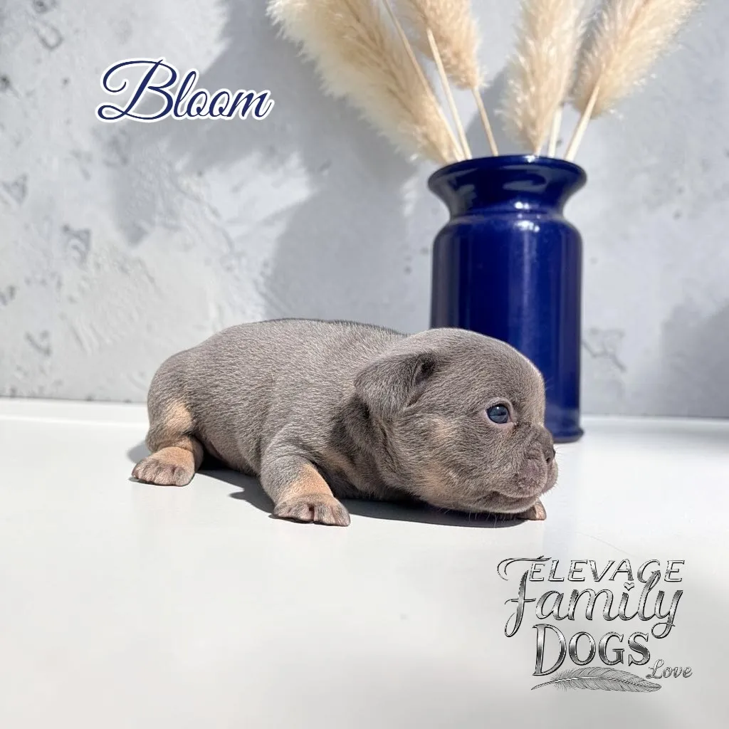 femelle chiot bouledogue français lilas tan yeux bleu à adopter