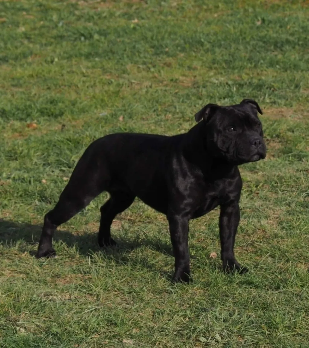 Shapely Sia des Halyzés d'Arelate - Staffordshire Bull Terrier Standard