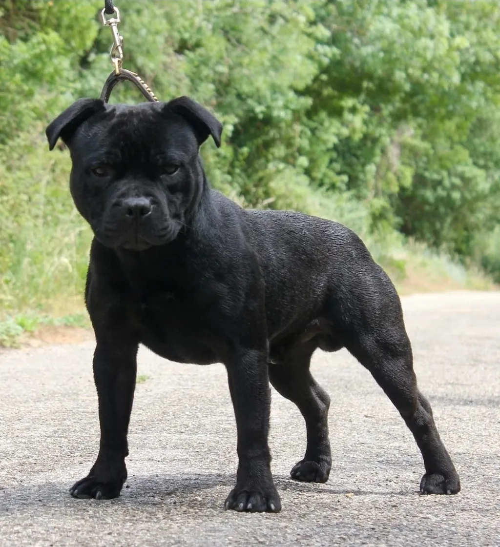 Reginald Kray des Halyzés d'Arelate - Staffordshire Bull Terrier Standard