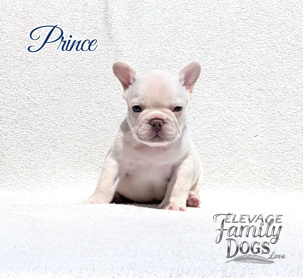 Elevage Bouledogue français exotique chiot mâle blanc à adopter