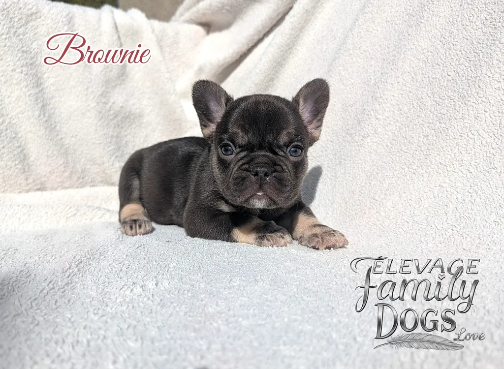 Femelle bouledogue français exotique cocoa tan à adopter